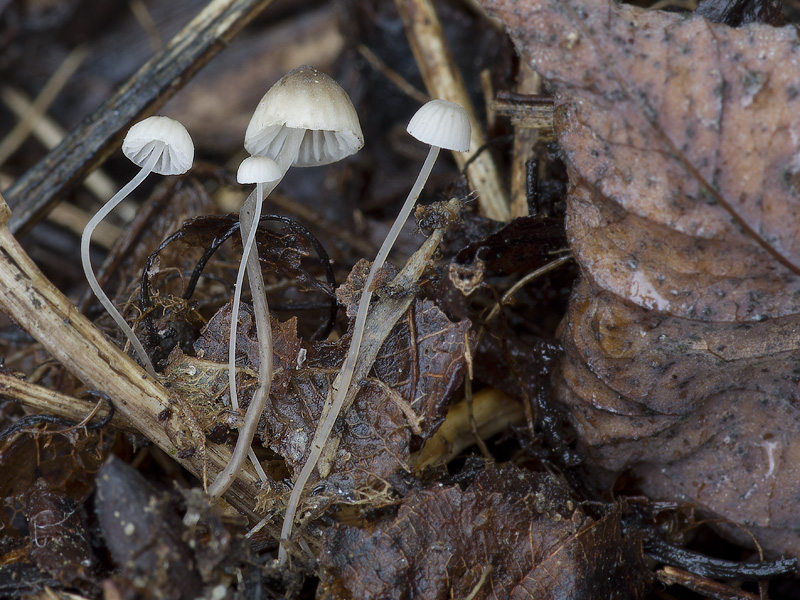 Mycena mirata